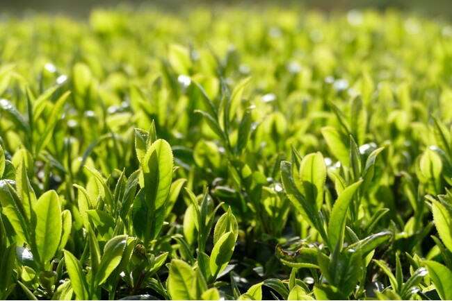 1200年の歴史を誇る兵庫県内随一の茶処でお茶を楽しむ「丹波篠山新茶ウィーク」