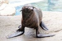 【京都水族館】オットセイ「ちのわ」1歳の誕生日をみんなでお祝い!
6月30日（火）「ちのわ」バースデーイベント開催