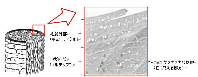 ブリーチなどによる髪のダメージを味方に～梅雨の湿気でもまとまる髪へ、高濃度ポリオールが脂質成分の内部浸透を改善～