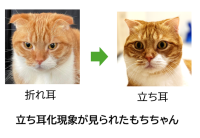 【麻布大学】～見た目は立ち耳でも、折れ耳関連変異を有する場合があることを確認～一部の猫で、成長に伴い耳が立ち耳様に変化する現象を確認