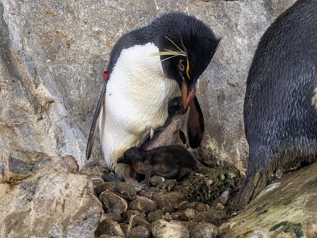 ペンギンの子育てシーズン到来 ! のんほいパークへ、今だけの姿を見に来てください!