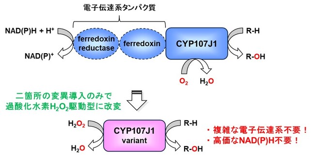 藍色染料インジゴの簡便合成を実現 ～枯草菌のP450酸化酵素CYP107J1を過酸化水素駆動型に改変～