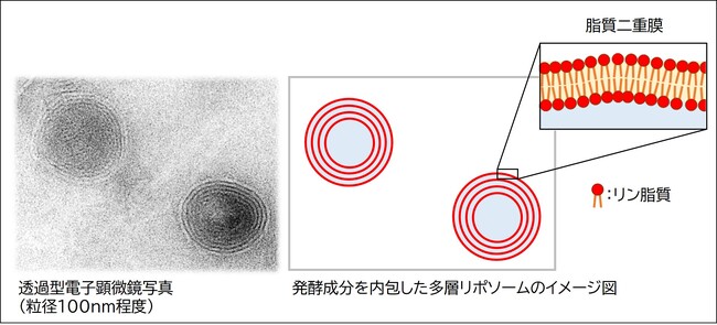 クラシエ独自成分「リポソーム発酵ドリップ(TM)」を新開発 ~発酵の恵みを肌の深部へ届ける浸透技術~