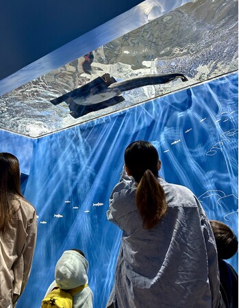 新水槽のオープンが追い風に!5月の月間来館者数が20年ぶりに6万人を突破しました。