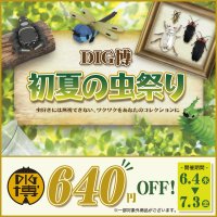 DIG博公式オンラインストアで6月4日より「DIG博 初夏の虫祭り」を開催 「オオムラサキの幼虫ソフビ ムーちゃん」「トガシユウスケ デザインソフビ アダンソンハエトリ」などお買い得商品を全力でご提供!!