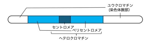 【横浜市立大学】ダイズ種子発生のエピジェネティクス