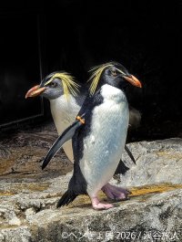 暑い夏に涼を届ける“ペンギン＆金魚”の癒やし作品が集結「ペンぎょ展 2026」7/10(金)より東京で開催！限定グッズも登場
