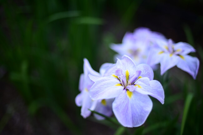 【埼玉県狭山市】智光山公園の花菖蒲園が美しい季節へ。6月6日・7日には「花菖蒲まつり」を開催！