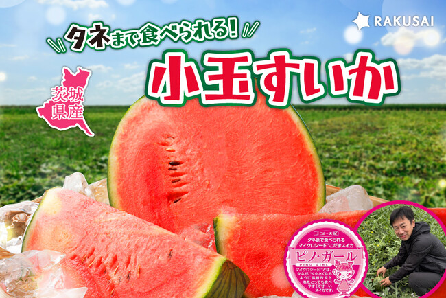 タネまで食べられる！小玉すいか いなみ農園さんの『ピノ・ガール』（茨城県産）