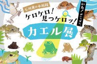 【京都水族館】カエルを愛する飼育スタッフが企画をプロデュース
「石川薫の水族館～ケロケロ!見つケロッ!カエル展～」
