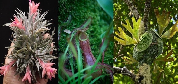 【阪急うめだ本店】「阪急 植物博覧会」6月24日(水)より初開催！国内屈指の10店舗や、熱帯植物界のツートップによるスペシャルトークショーも