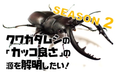 クワガタムシの「カッコよさ」の源を解明するために２回目のクラウドファンディングを開始