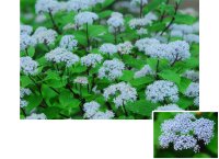 六甲高山植物園 梅雨を彩る優しい香り六甲山自生 コアジサイの花が見頃です