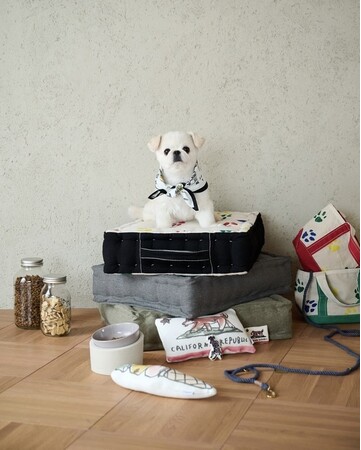 暮らしに溶け込み、より心地よく彩るペットインテリアやペットグッズ【JOURNAL STANDARD FURNITURE for PET】が登場