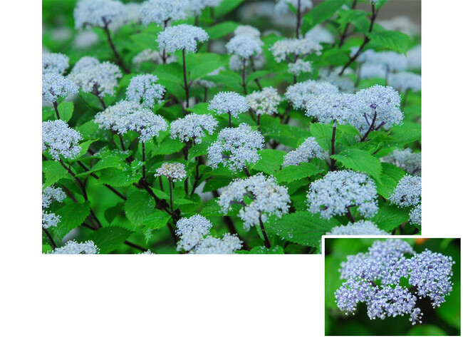 六甲高山植物園 梅雨を彩る優しい香り 六甲山自生 コアジサイの花が見頃です
