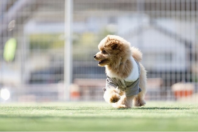 静岡・西伊豆の愛犬宿×土肥金山コラボキャンペーン実施　ドッグラン利用料が半額に｜2026年9月30日まで