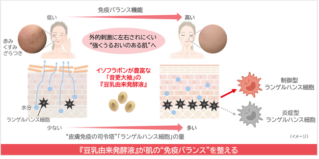 ノエビアグループ、北海道産丸大豆「音更大袖」の『豆乳由来発酵液』が免疫バランスを整えることを解明