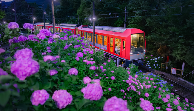 箱根登山電車「夜のあじさい号」6月13日(土)運行開始　強羅駅にて、旅館ならではのおもてなしで来訪者を歓迎