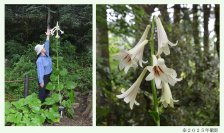 六甲高山植物園 まもなく開花!巨大な ヒマラヤウバユリ