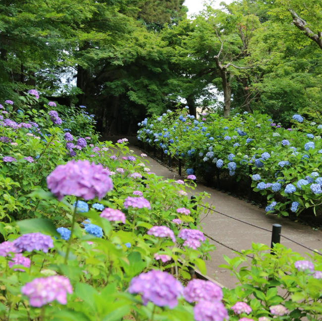 東京から約50分の好アクセス！千葉を代表する“あじさい寺” 松戸市「本土寺」で50,000本の紫陽花（あじさい）が見頃を迎えています