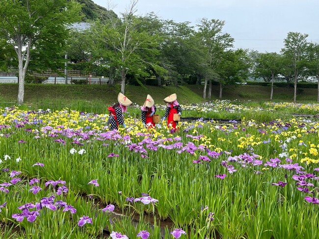 千葉県内有数の規模!約1万5千株が初夏を彩る「袖ケ浦公園 花菖蒲まつり」を6月12日(金)より開催