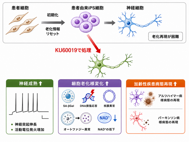 ヒトiPS細胞由来神経細胞に老化を誘導する新技術を開発