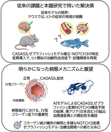小さな魚「ゼブラフィッシュ」が難病解明の鍵に！　～若年性認知症「カダシル」の再現に成功～