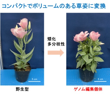 ゲノム編集技術を用いてトルコギキョウを鉢花に適した草姿に改変