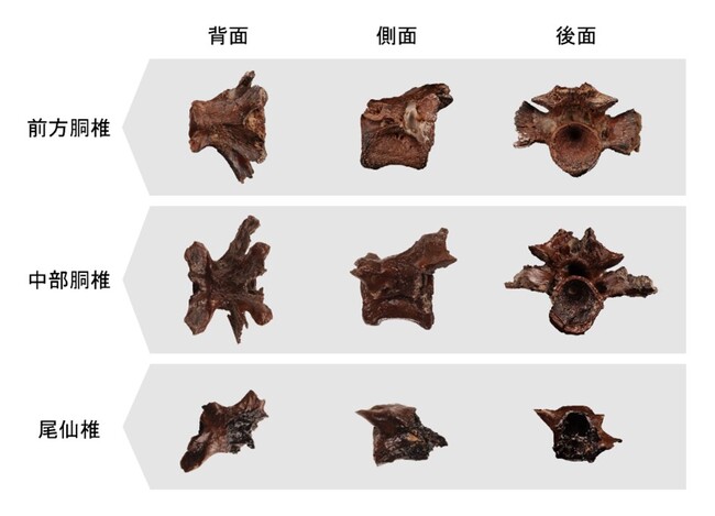 新属新種と報告されたオオサンショウウオ化石を展示します