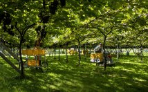 『信州塩尻ワイナリーめぐり＆醸造家と囲むテロワール・ランチ』参加者募集中！