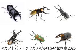 世界のレア昆虫が大集結 世界のレア昆虫が大集結