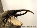 ヘラクレス(1) ヘラクレス(1)
