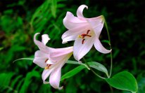 六甲高山植物園 日本の里山に咲く固有種ササユリが咲きました！