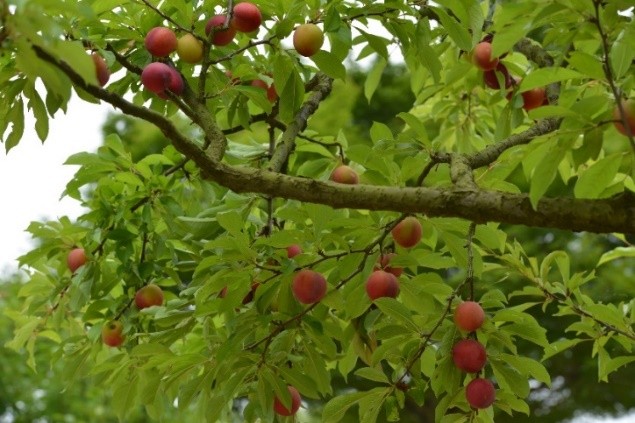 【初夏の風物詩】　物価高だからこそ“心満たされる体験”を。関西最大級の開放感で楽しむ「加古川名産すもも」収穫体験