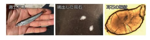 温暖化によるアユ生態の南方化 ～ 海水温の上昇が海洋生活を短縮、長良川の長期データで解明【長野大学・岐阜大学・岐阜県】