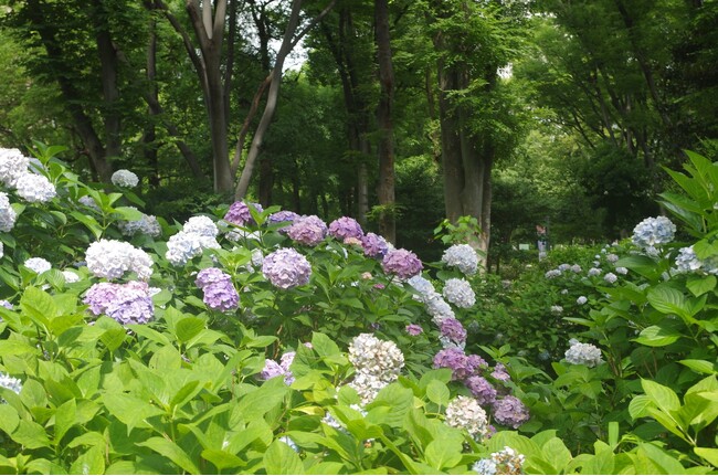 新宿中央公園　梅雨に楽しむ公園さんぽ
