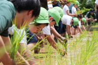 【東京農業大学】世田谷キャンパス新エリア「農と水の森」で田植えイベント、東京農業大学稲花小学校児童らと”生きた教育の場”をお披露目