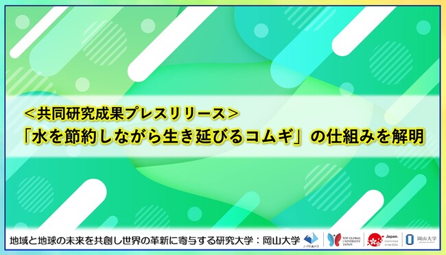 「水を節約しながら生き延びるコムギ」の仕組みを解明〔神戸大学, 山口大学, 東京農工大学, 理化学研究所, 岡山大学, 鳥取大学〕
