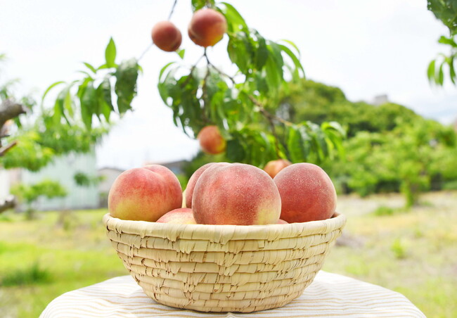 川西が誇る初夏の味「早生桃」今年も食べごろに / 兵庫県川西市