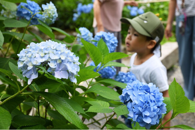 季節を彩る「あじさい寺」賴光寺のアジサイ 見ごろに / 兵庫県川西市