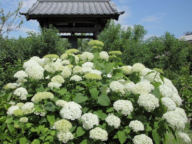 約90種が境内にギュッ！関西屈指のカラフルな“花の寺”雨の日こそ映える！“あじさい開花リレー”は7月上旬ごろまで【加古川・円照寺のあじさいが現在、最高潮の見頃を迎えています】