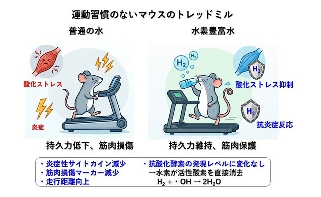 水素摂取が運動時の骨格筋酸化ストレスを抑制し持久力を向上|MiZ・筑波大学 共同研究