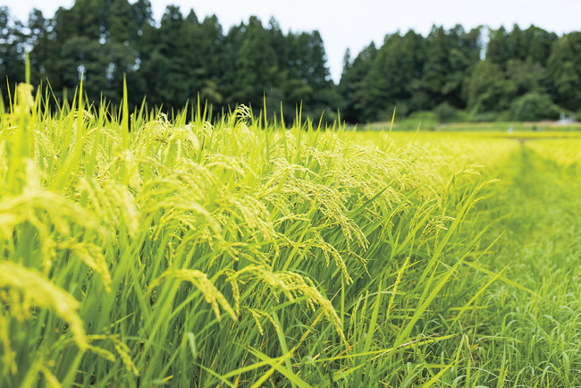 田植え前の定期購入予約制度「予約登録米」2026年産登録約20万人