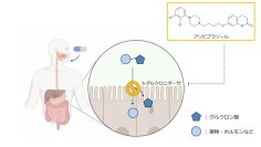 【昭和医科大学】抗精神病薬が腸内細菌酵素の活性を制御― アリピプラゾールの新たな作用機序の可能性を示唆 ―
