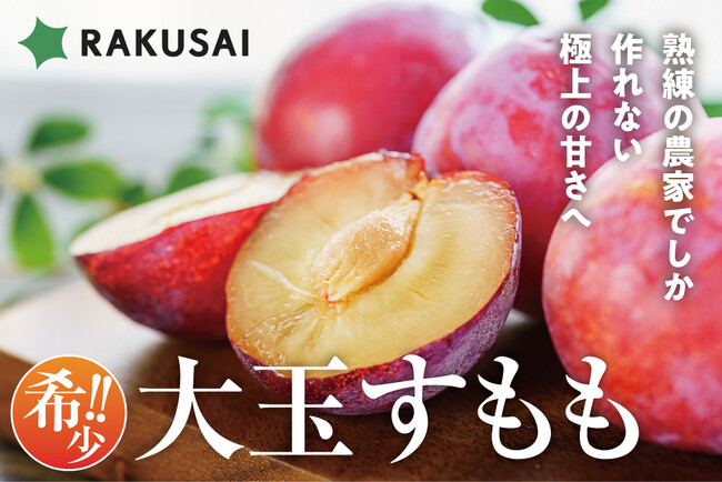 希少！最高級品種 菊島さんの『大玉すもも 貴陽(きよう)』(山梨県産)