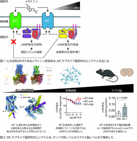 メラトニン受容体MT1が複数の細胞内シグナルを使い分けるしくみを解明　～睡眠・概日リズムに関わる受容体の新たなシグナル伝達機構～