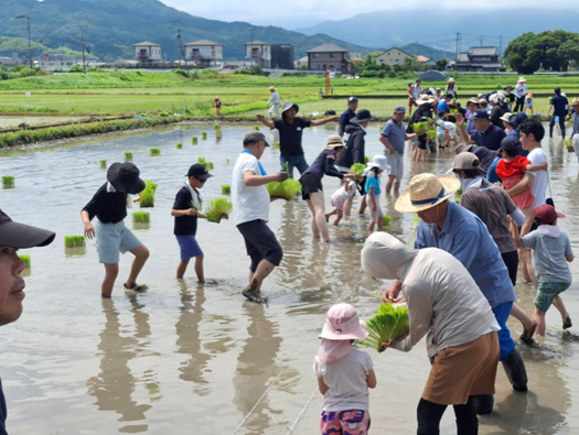 グリーンコープの米生産者の田んぼで「田植え体験」を6月28日(日)に実施