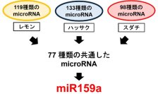 【広島国際大学】かんきつ類に含まれる微小カプセルの中身を解明 がん抑制のカギと期待の「調整役」を発見
