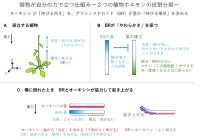 【横浜市立大学】植物が自分の力で立つ仕組みを解明