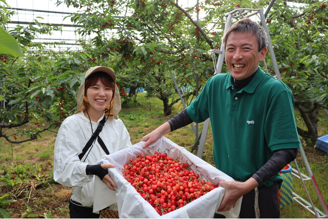 国産果実を使ったゼリー商品の販売を今後も継続するために、メリーチョコレート社員18名がCSVにチャレンジ人手不足に悩むサクランボの収穫現場を支援し約750kgを収穫！
